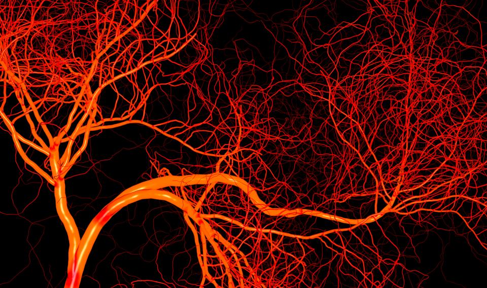 length of entire human blood vessels